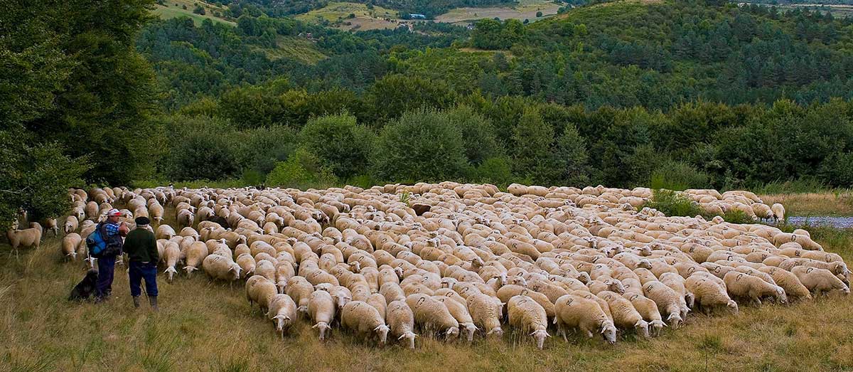 El tesoro de la agricultura y la ganadería en Navarra